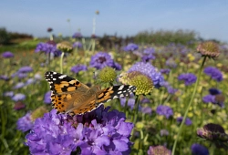Schmetterling Ein Schmetterling auf einer Pflanze